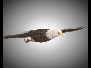 bald eagle pbr bird rigged low poly Modelo 3D