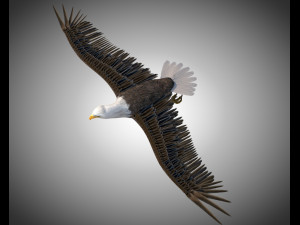bald eagle pbr bird rigged low poly Modelo 3D