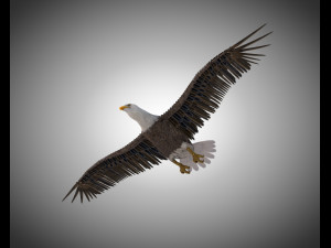 bald eagle pbr bird rigged low poly Modelo 3D