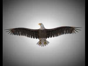 bald eagle pbr bird rigged low poly Modelo 3D