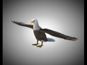 bald eagle pbr bird rigged low poly Modelo 3D