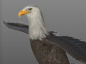 bald eagle pbr bird rigged low poly Modelo 3D