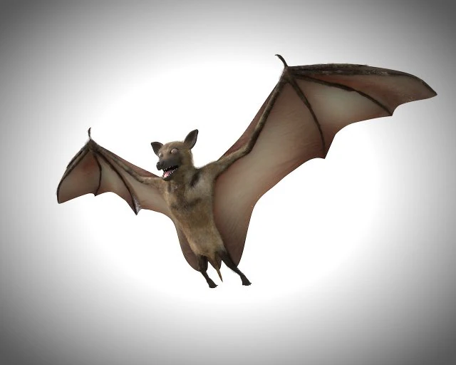 bat pbr bird rigged low poly 3D Model .c4d .max .obj .3ds .fbx .stl .blend
