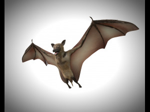 bat pbr bird rigged low poly 3D Model