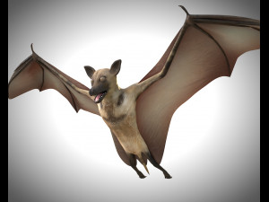 bat pbr bird rigged low poly 3D Model