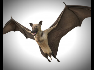 bat pbr bird rigged low poly 3D Model