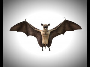 bat pbr bird rigged low poly 3D Model