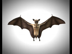 bat pbr bird rigged low poly 3D Model