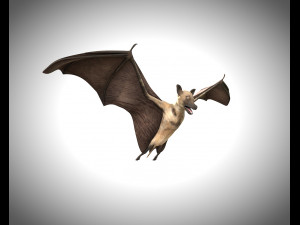 bat pbr bird rigged low poly 3D Model
