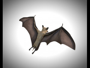 bat pbr bird rigged low poly 3D Model