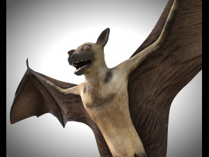 bat pbr bird rigged low poly 3D Model