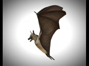 bat pbr bird rigged low poly 3D Model