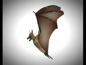 bat pbr bird rigged low poly 3D Model