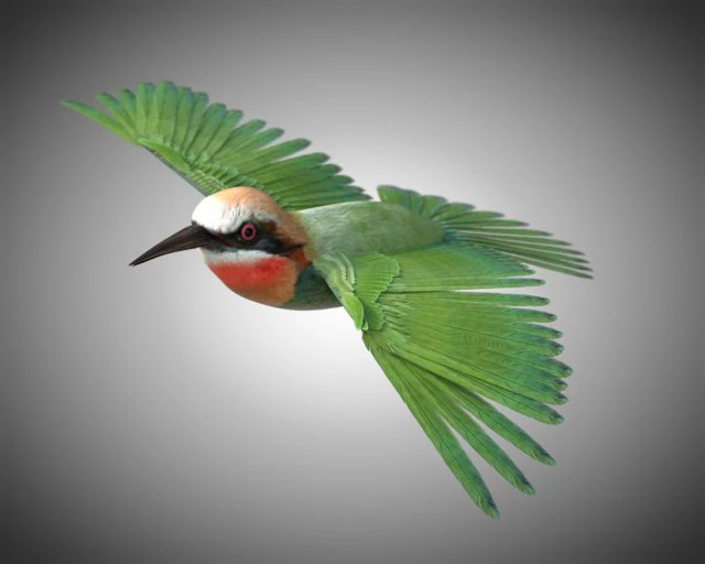bee eater pbr bird rigged low poly 3D Model .c4d .max .obj .3ds .fbx .stl .blend