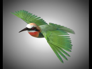 bee eater pbr bird rigged low poly 3D Model