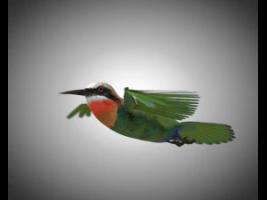 bee eater pbr bird rigged low poly 3D Model
