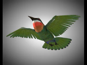 bee eater pbr bird rigged low poly 3D Model