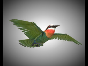 bee eater pbr bird rigged low poly Model 3D