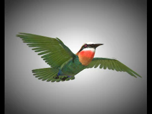 bee eater pbr bird rigged low poly 3D Model