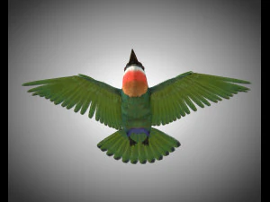 bee eater pbr bird rigged low poly 3D Model