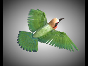 bee eater pbr bird rigged low poly Model 3D