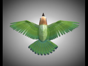 bee eater pbr bird rigged low poly Model 3D
