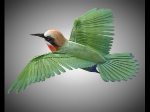bee eater pbr bird rigged low poly Model 3D