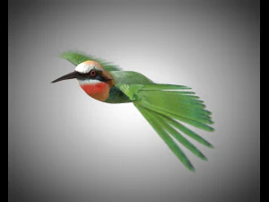 bee eater pbr bird rigged low poly 3D Model