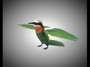bee eater pbr bird rigged low poly Model 3D