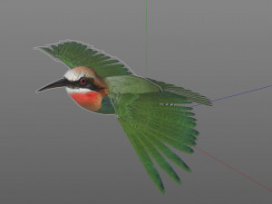 bee eater pbr bird rigged low poly Model 3D