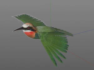 bee eater pbr bird rigged low poly 3D Model