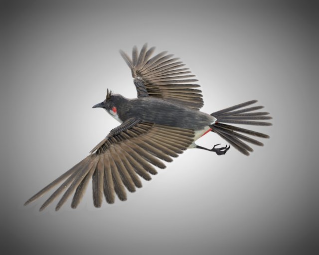 bulbul pbr bird rigged low poly 3D Model .c4d .max .obj .3ds .fbx .stl .blend 