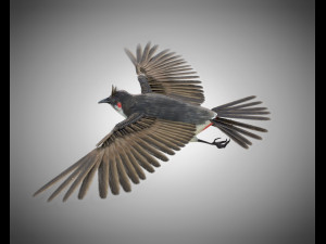 bulbul pbr bird rigged low poly 3D Model