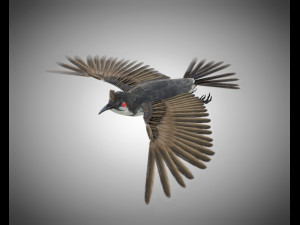 bulbul pbr bird rigged low poly 3D Model
