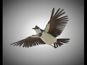 bulbul pbr bird rigged low poly 3D Model