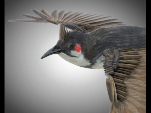 bulbul pbr bird rigged low poly 3D Model