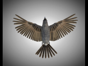 bulbul pbr bird rigged low poly 3D Model