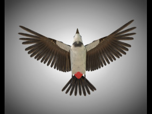 bulbul pbr bird rigged low poly 3D Model