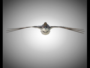 bulbul pbr bird rigged low poly 3D Model