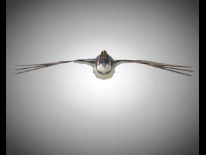bulbul pbr bird rigged low poly 3D Model