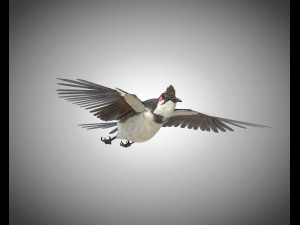 bulbul pbr bird rigged low poly 3D Model