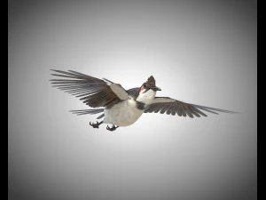 bulbul pbr bird rigged low poly 3D Model