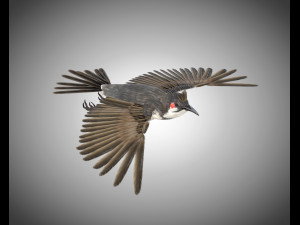 bulbul pbr bird rigged low poly 3D Model