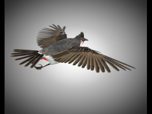 bulbul pbr bird rigged low poly 3D Model