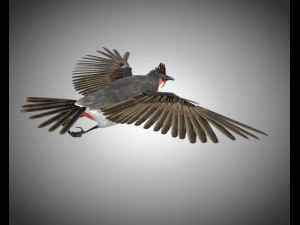 bulbul pbr bird rigged low poly 3D Model