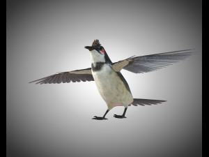 bulbul pbr bird rigged low poly 3D Model