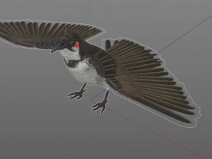 bulbul pbr bird rigged low poly 3D Model