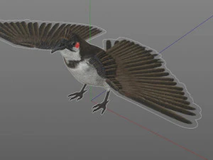 bulbul pbr bird rigged low poly 3D Model