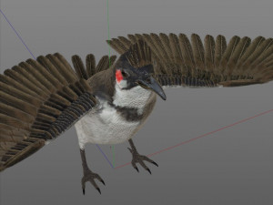 bulbul pbr bird rigged low poly 3D Model