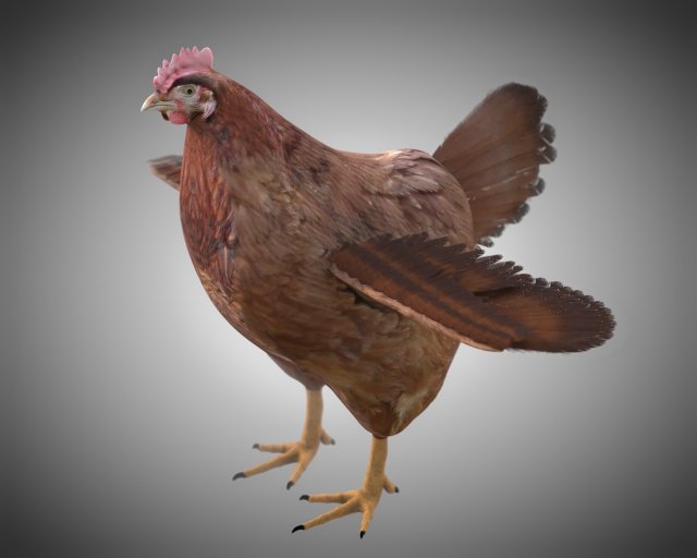 chicken hen pbr bird rigged low poly 3D Model .c4d .max .obj .3ds .fbx .stl .blend 